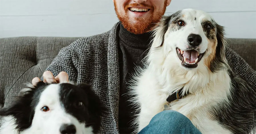 Acheter en copropriété : qu'en est-il des animaux de compagnie ?